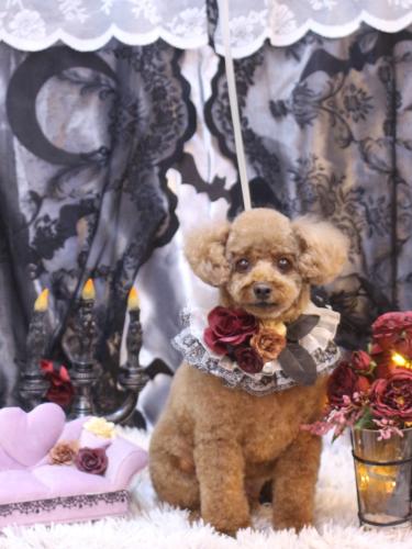 20231015ココアくん